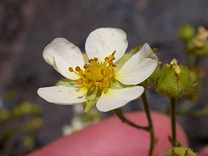 Potentilla glandulosa pseudorupestris (4397619764).jpg