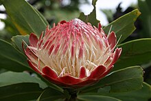 Protea caffra06.jpg
