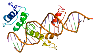 <span class="mw-page-title-main">GLI1</span> Protein-coding gene in the species Homo sapiens