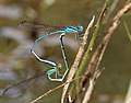 Pseudagrion malabaricum mating.jpg