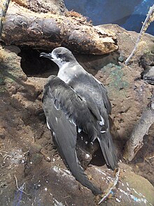 Pétrel de Barau naturalisé au Muséum d'histoire naturelle de La Réunion.