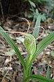 Pterostylis banksii