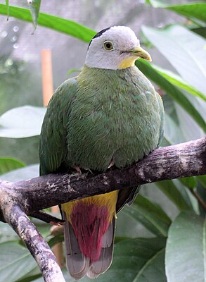 Black-necked fruit pigeon, male