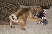 Four month old Puggle in Calgary, Alberta