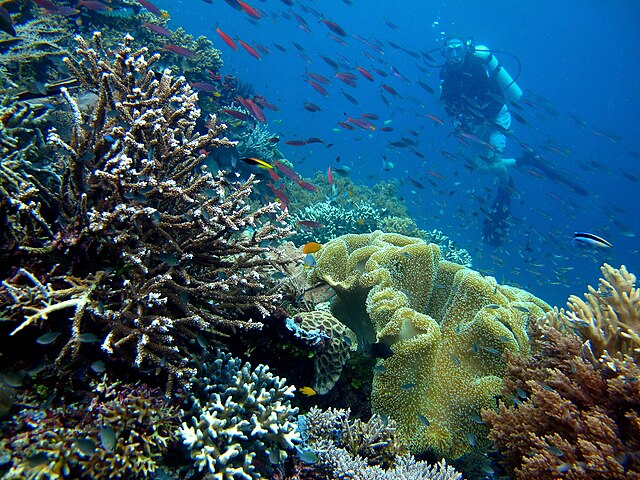 Coral reef off of Piaynemo, an island in Misool District
