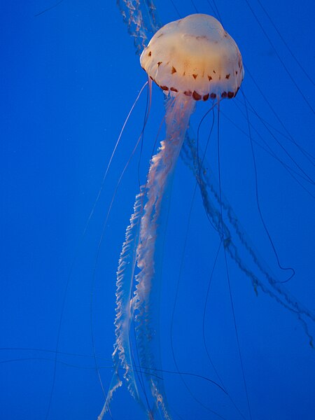 File:Purple-striped Sea Nettle - National Aquarium, Baltimore - April 5, 2011.jpg