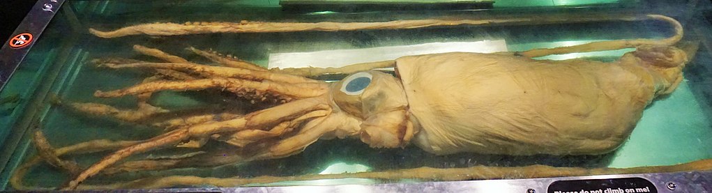 Queensland Museum & Science Centre - Joy of Museums - Giant Squid