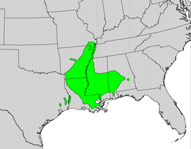 Quercus texana map.png