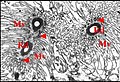 Réservoir de cellule glandulaire tibiale de mâle d' Alopecosa cuneata.jpg