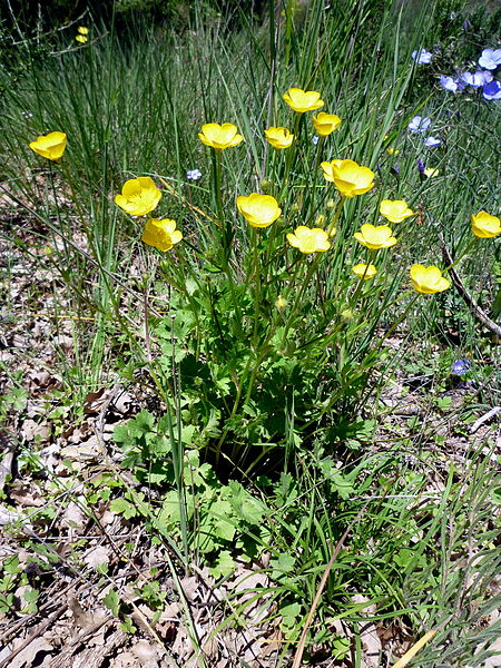 File:RANUNCULUS ACRIS - MORROCURT - IB-040 (Botó d'or).JPG