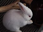 Rabbit - Polish breed - White with Red Eyes - from Japan.jpg