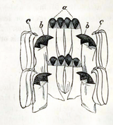 schematic of radula