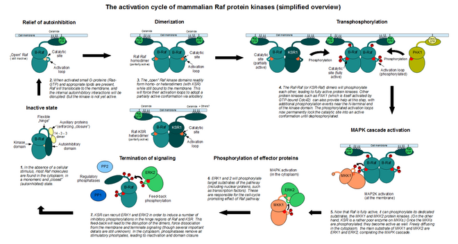 The activation cycle of mammalian Raf proteins, exemplified by B-Raf (a greatly simplified overview, not showing all steps).[35][36]