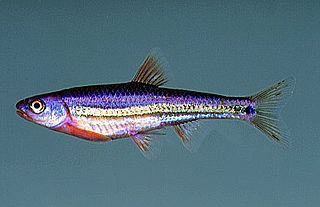 Rainbow shiner Species of fish