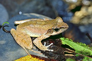 <i>Rana sauteri</i> Species of amphibian