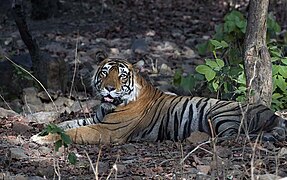 T-12, the male Bengal tiger in Ranthambore National Park, Khathiar–Gir dry deciduous forests' ecoregion, Rajasthan, India
