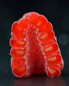 Halved raspberry