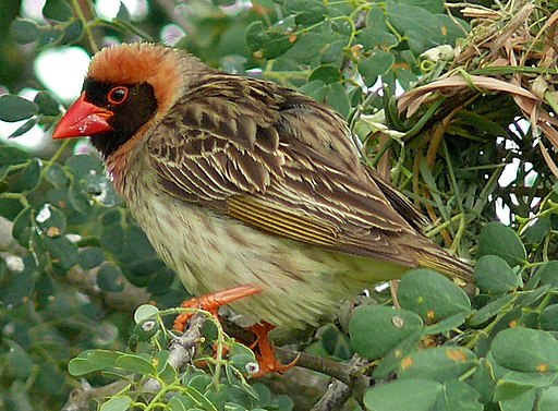 Red-billed Quelea (Quelea quelea) (6040990915)