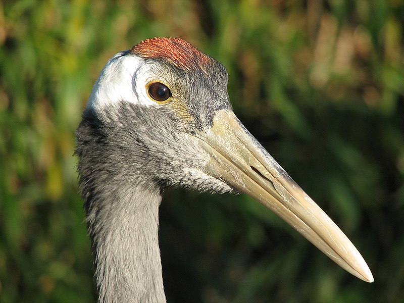 File:Red-crowned Crane head.jpg