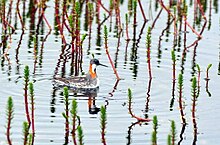 Pribilof Islands, Alaska Red-necked phalarope on St. Paul by Ryan Deregnier USFWS.jpg