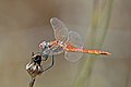 * Nomination Red-veined darter (Sympetrum fonscolombii) male --Charlesjsharp 20:53, 18 May 2021 (UTC) * Promotion  Support Good quality. --George Chernilevsky 21:12, 18 May 2021 (UTC)  Support Good quality. --PsamatheM 22:34, 18 May 2021 (UTC)