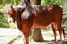 Red Chittagong Cow (RCC) in Dhaka, Bangladesh.jpg