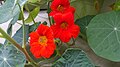 Red Nasturtium Flower.jpg