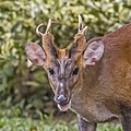 * Nomination Red muntjac (Muntiacus muntjak malabaricus) male --Charlesjsharp 10:29, 13 March 2022 (UTC) * Decline  Oppose Too small (even for the 2MP rule) --Trougnouf 14:57, 13 March 2022 (UTC) OOPs I withdraw my nomination