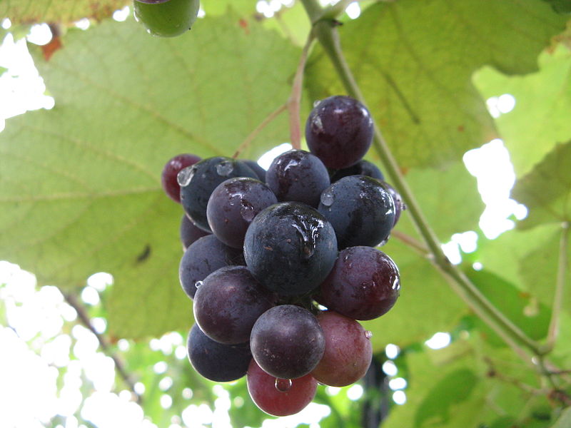 File:Redgrape.jpg