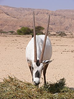 Yotvata Hai-Bar Nature Reserve