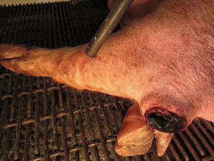 The result of tail docking a piglet.