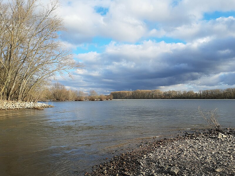 File:Rhine and Old Rhine, Geisenheim.jpg