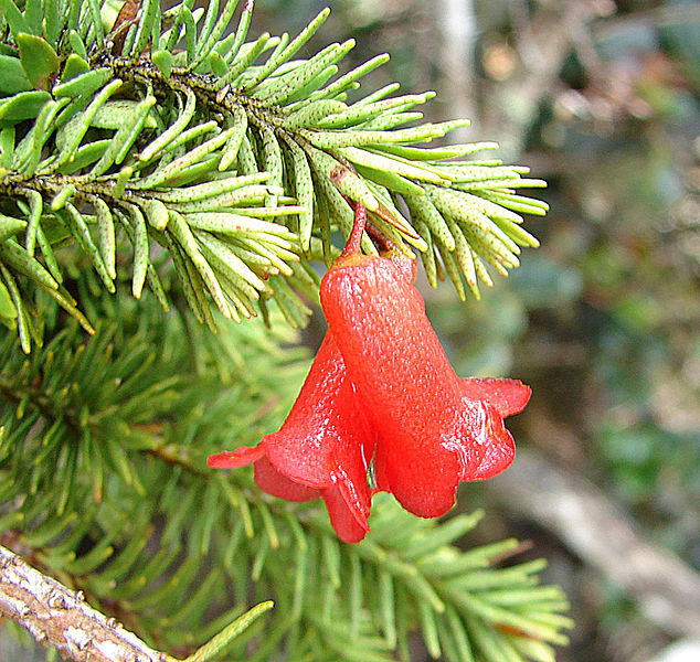 File:Rhododendron ericoides.jpg