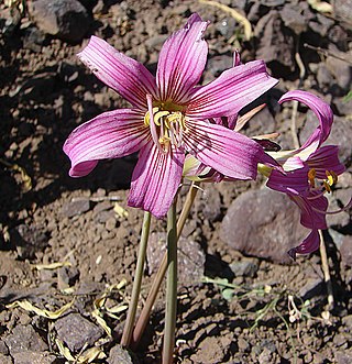 <i>Rhodolirium</i> Genus of flowers