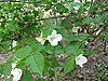 Rhodotypos scandens4.jpg