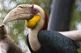 Gewone jaarvogel mannetje, foto genomen in diergaarde Blijdorp.