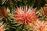 Thumbnail for Leucospermum tottum