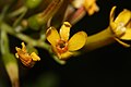 Ribes aureum