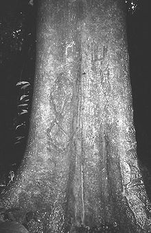 Ricinodendron heudelotii trunk.jpg