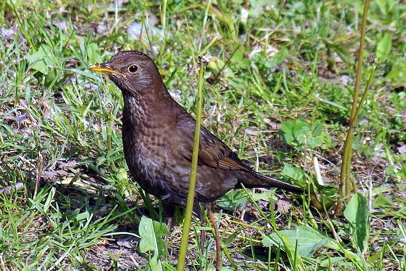 File:RietherWerderN186Amsel16.jpg