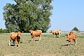 * Nomination Cattle in Hesse --Hydro 20:34, 25 October 2016 (UTC) * Promotion Good quality. --Haeferl 00:23, 26 October 2016 (UTC)