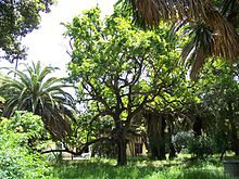 Roble de las acacias.jpg