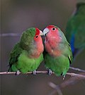 Thumbnail for File:Rosy-faced lovebirds (Agapornis roseicollis roseicollis) composite 3 of 3.jpg