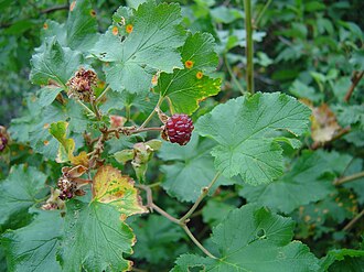 Fruit Rubus deliciosus fruit.jpg