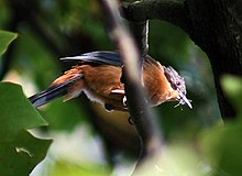 Rufous sibia Rufous Sibia I IMG 3990.jpg