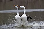 Thumbnail for File:Rushing Clark's Grebes.jpg