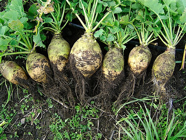 Rutabaga