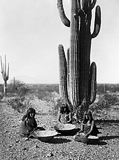 Saguaro gatherers2.jpg