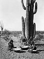 Prvním kaktusem označeným názvem pitahaya bylo saguaro. Sklizeň plodů indiány v roce 1907.