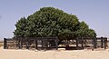 wikimedia_commons=File:Sahabi Tree, Safawi.jpg